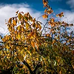 Beautiful Grade 2 Listed Building - West Wing